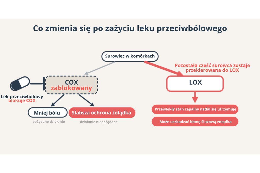 Co zmienia się po zażyciu leku przeciwbólowego: zablokowany COX oznacza mniej bólu i słabszą ochronę żołądka, a surowiec przechodzi do LOX, który podtrzymuje przewlekły stan zapalny